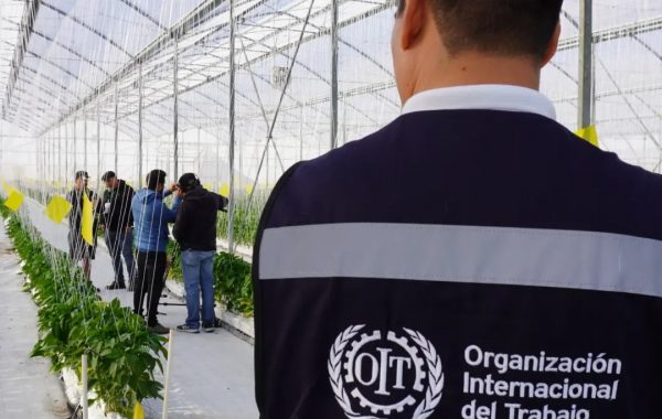 Proyecto de la OIT Fortalece la Seguridad y Salud en el Trabajo en la Industria Agrícola de Jalisco