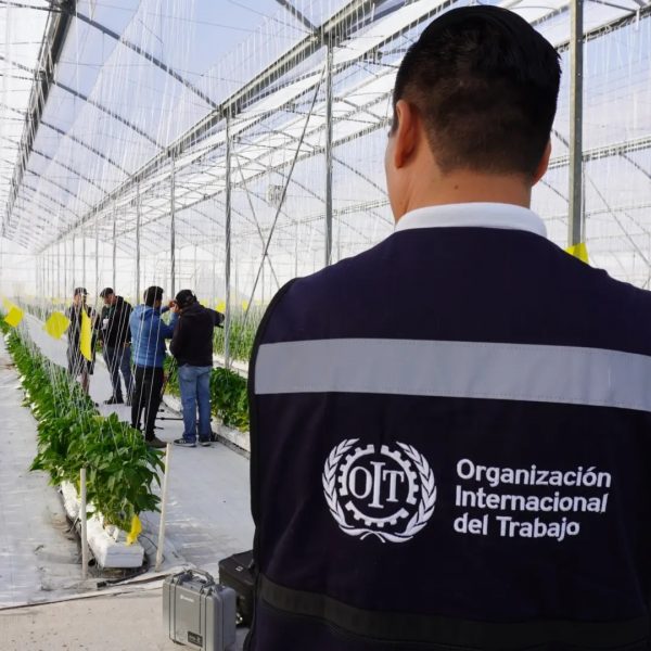 Proyecto de la OIT Fortalece la Seguridad y Salud en el Trabajo en la Industria Agrícola de Jalisco