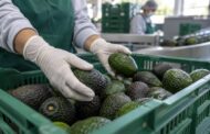 México exige el certificado laboral para exportar aguacate desde el 1 de octubre