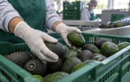 México exige el certificado laboral para exportar aguacate desde el 1 de octubre